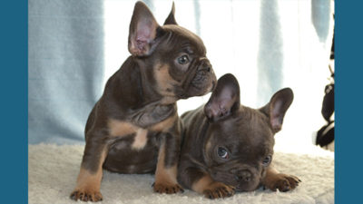 French Bulldog 11