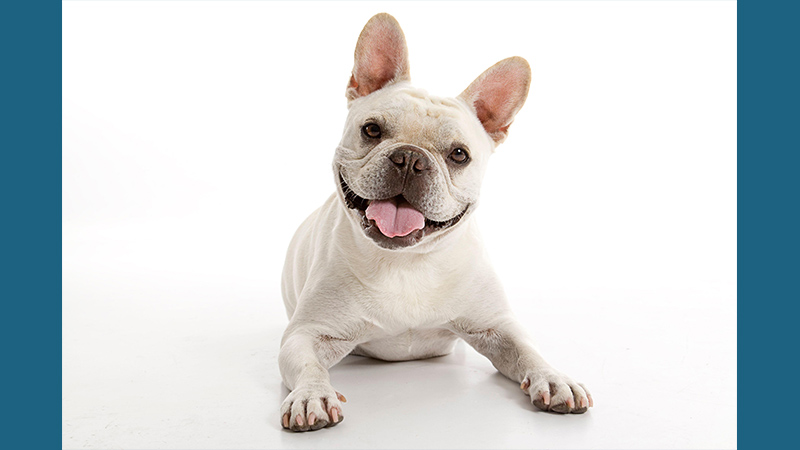 French Bulldog 13