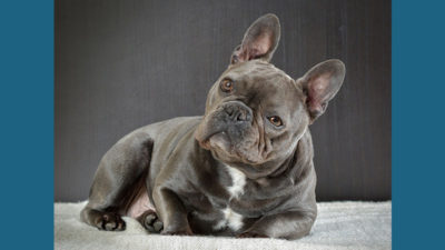 French Bulldog 14