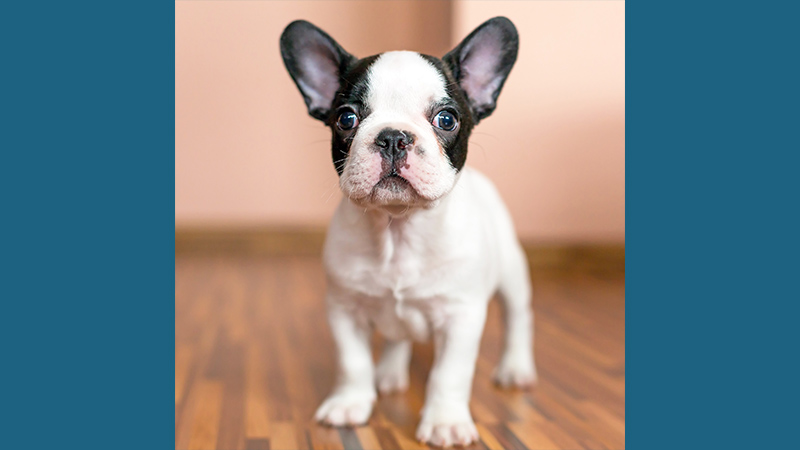 French Bulldog 16