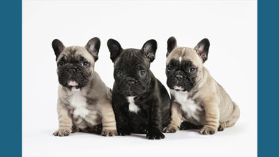 French Bulldog 2