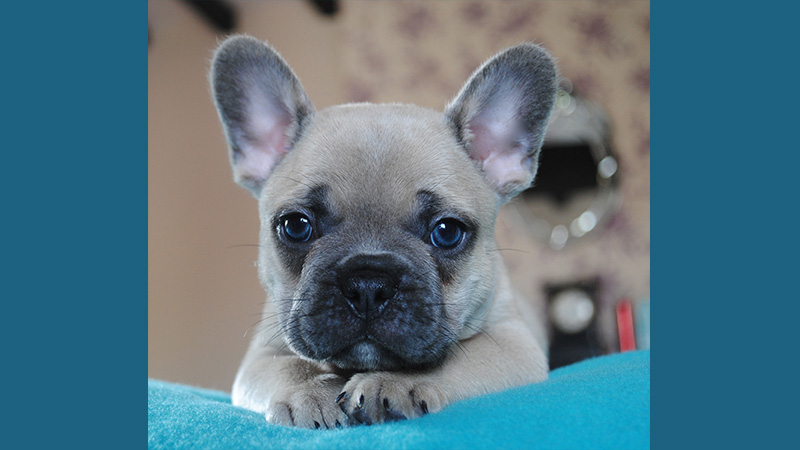 French Bulldog 4