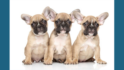 French Bulldog 5