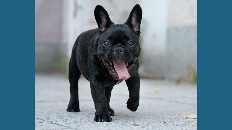 French Bulldog 6