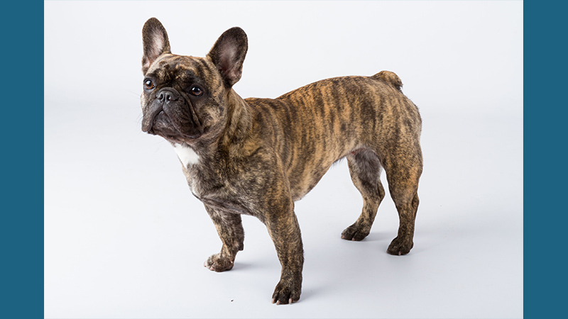 French Bulldog 8