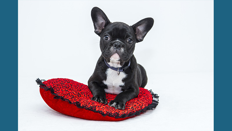 French Bulldog 9