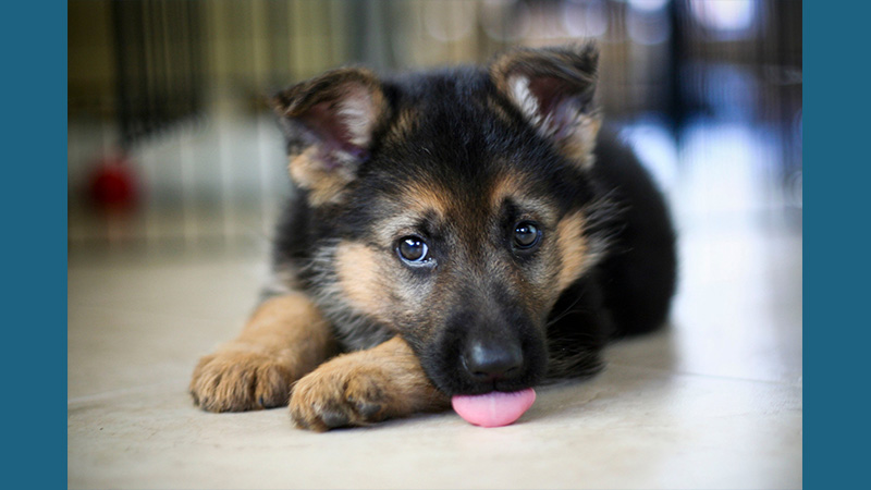 German Shepherd Dog 1