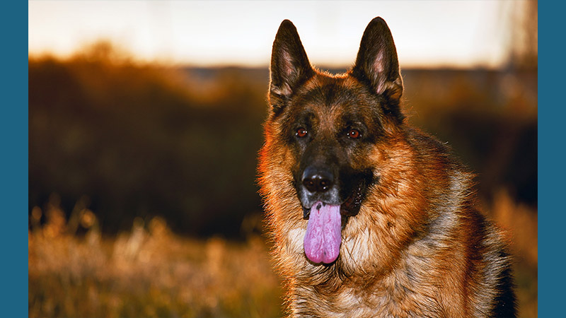 German Shepherd Dog 10