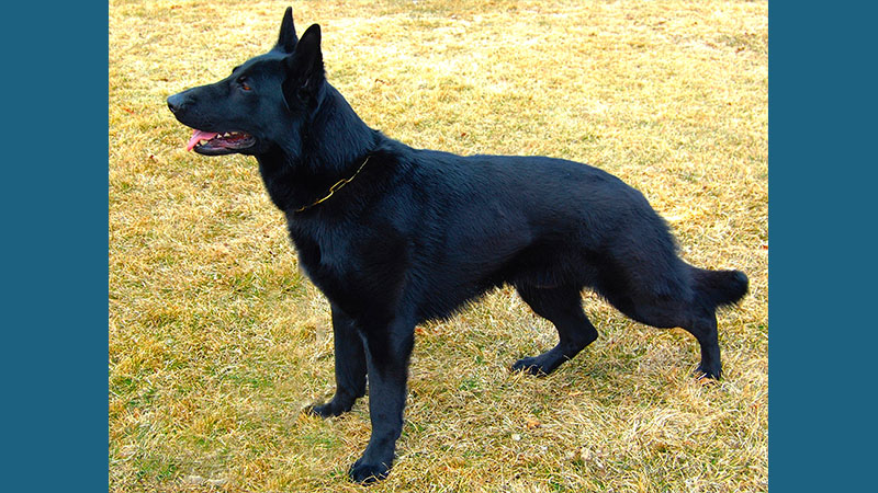 German Shepherd Dog 11