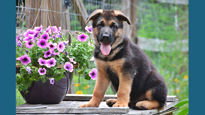 German Shepherd Dog 12