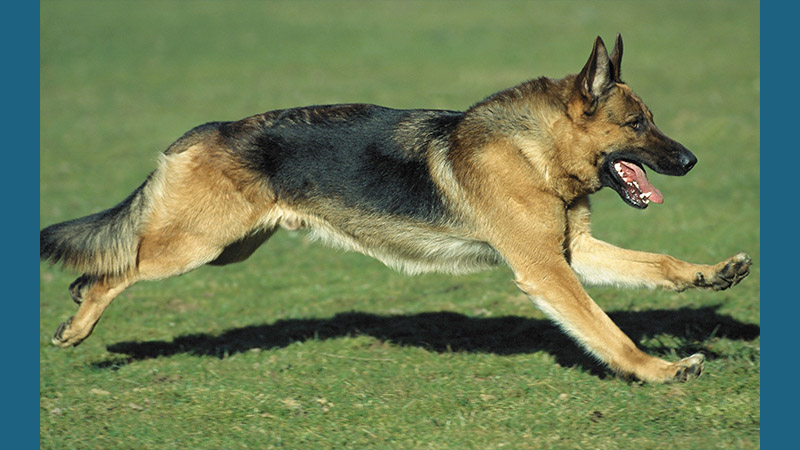 German Shepherd Dog 13