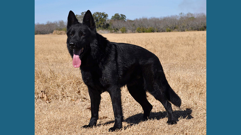 German Shepherd Dog 14