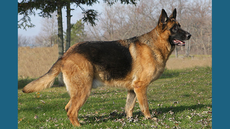 German Shepherd Dog 2