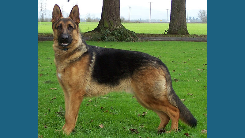 German Shepherd Dog 3