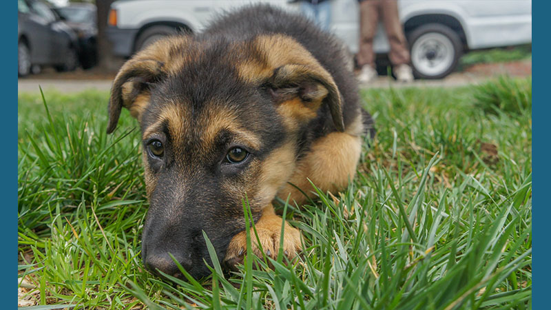 German Shepherd Dog 5