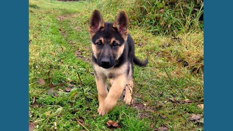 German Shepherd Dog 6