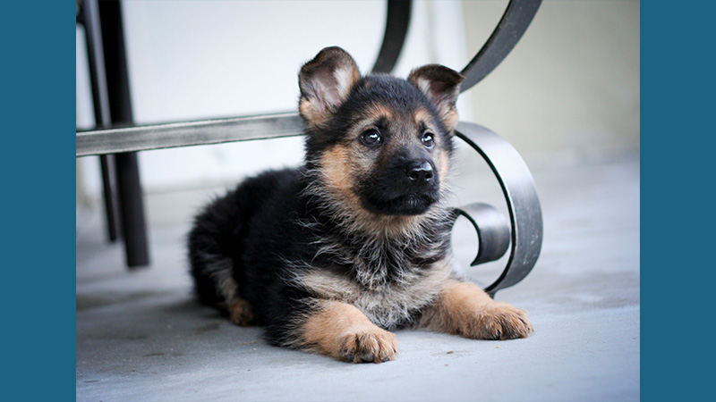 German Shepherd Dog 8