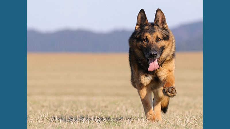 German Shepherd Dog 9