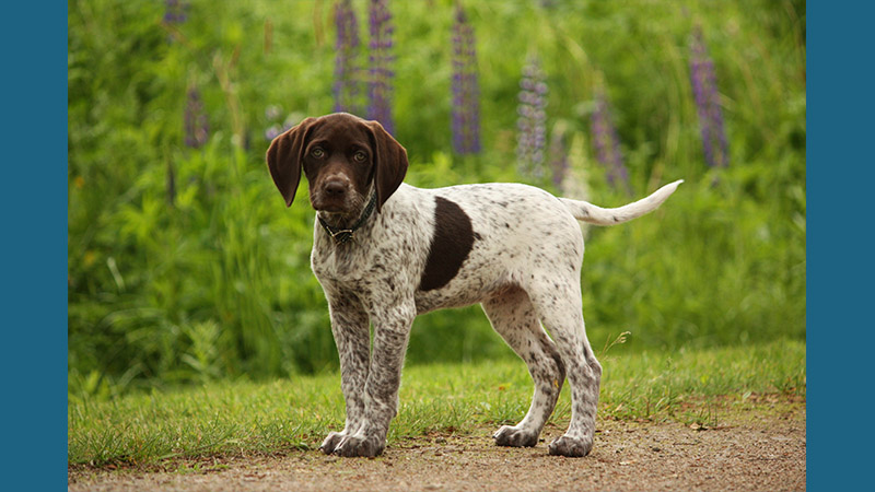 German Shorthaired Pointer 1