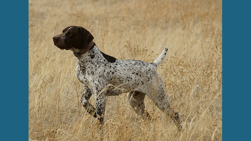 German Shorthaired Pointer 10