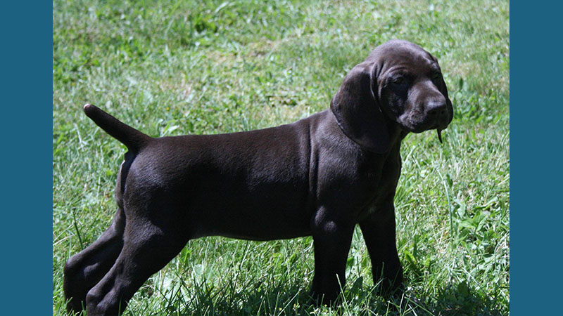 German Shorthaired Pointer 11