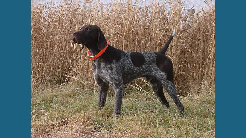 German Shorthaired Pointer 12