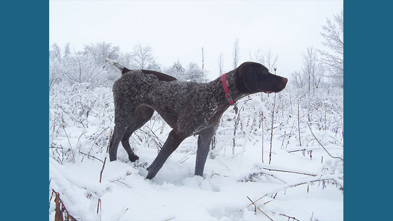 German Shorthaired Pointer 13