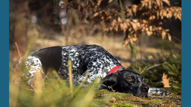 German Shorthaired Pointer 14