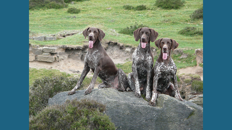 German Shorthaired Pointer 2