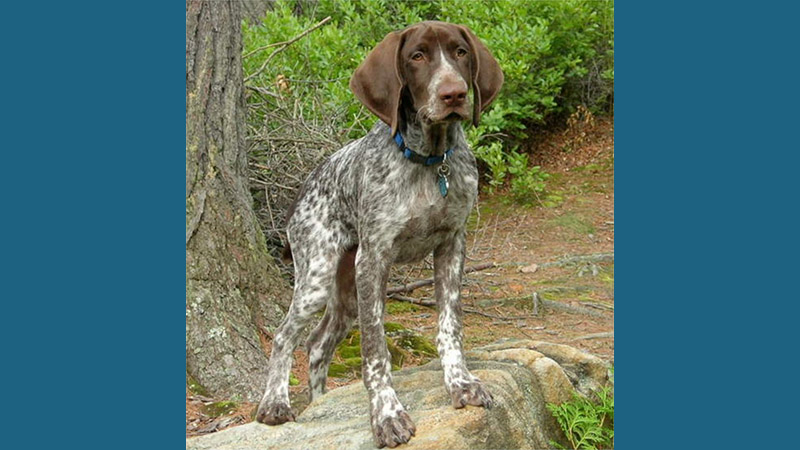 German Shorthaired Pointer 3