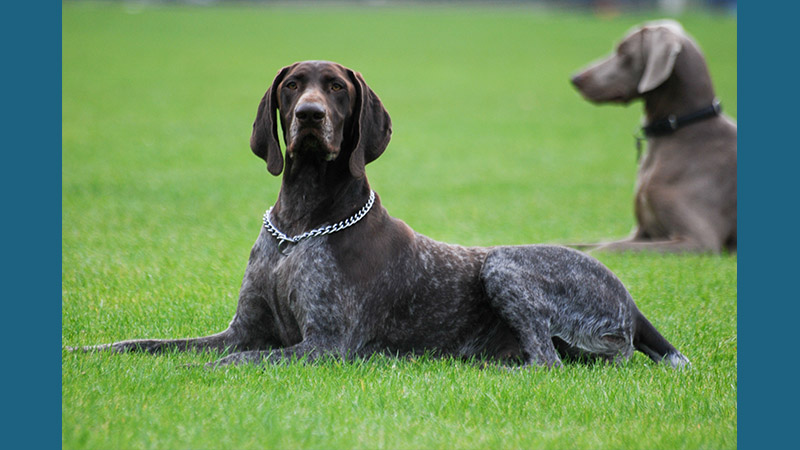 German Shorthaired Pointer 4