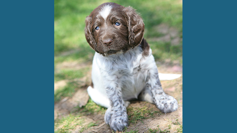 German Shorthaired Pointer 5