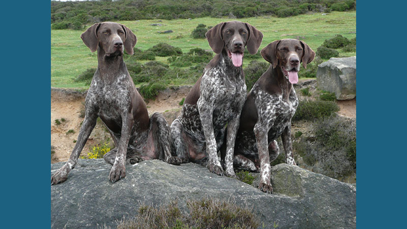 German Shorthaired Pointer 6