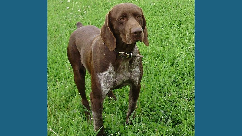 German Shorthaired Pointer 7