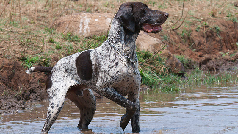 German Shorthaired Pointer 8