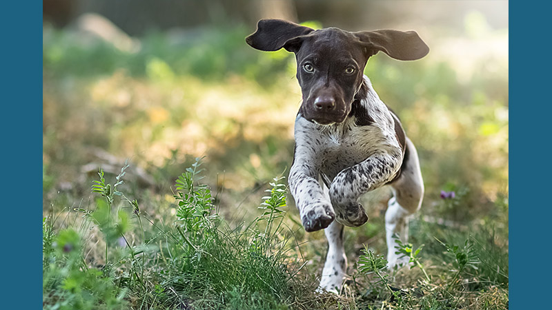 German Shorthaired Pointer 9