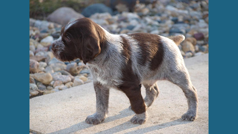 German Wirehaired Pointer 1