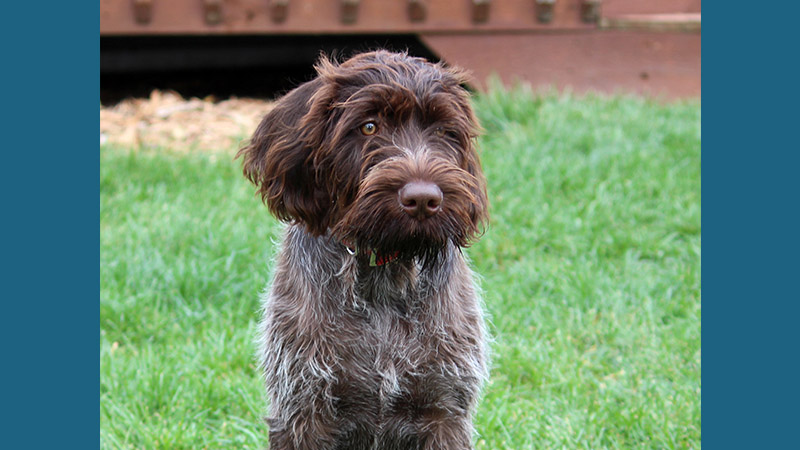 German Wirehaired Pointer 2