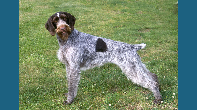 German Wirehaired Pointer 3