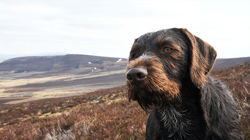 German Wirehaired Pointer 4