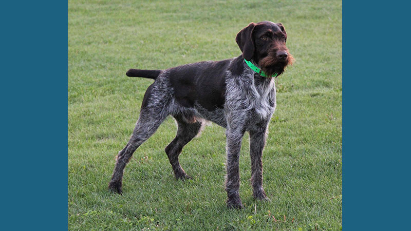 German Wirehaired Pointer 5