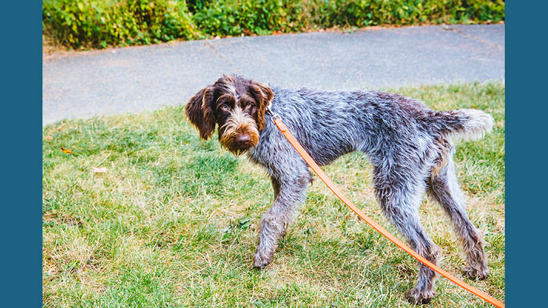 German Wirehaired Pointer 6