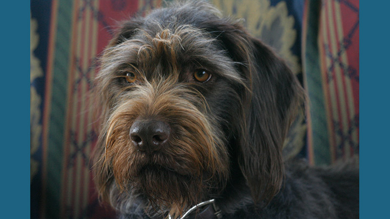 German Wirehaired Pointer 7