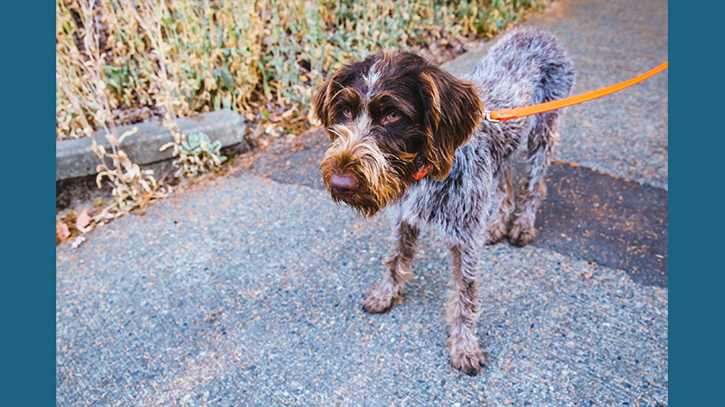 German Wirehaired Pointer 8