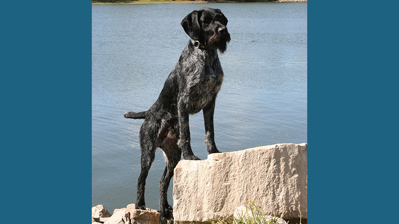 German Wirehaired Pointer 9