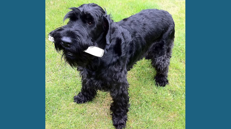 Giant Schnauzer 1