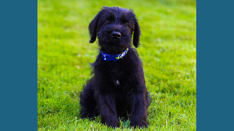 Giant Schnauzer 10