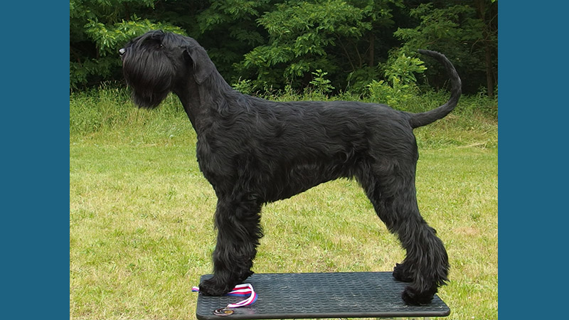 Giant Schnauzer 11