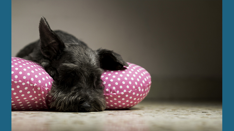 Giant Schnauzer 12