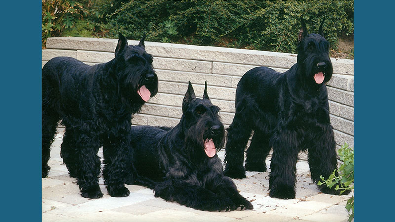 Giant Schnauzer 2